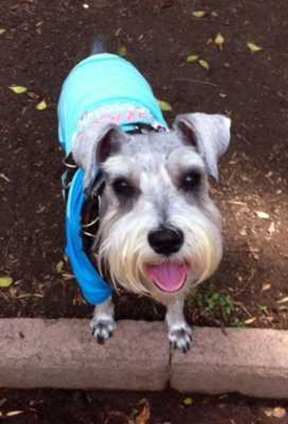 mascotas ayudan a ninos a integrarse en sociedad 1