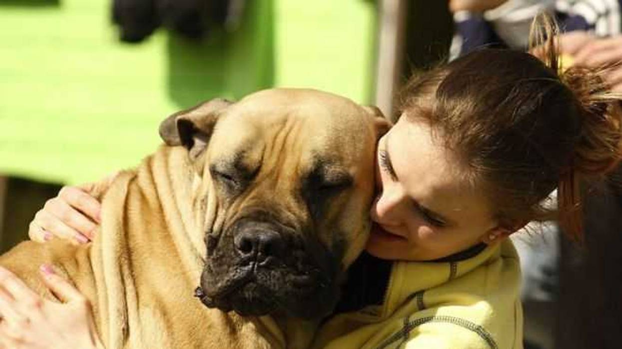 mascotas-deben-incluirse-siempre-en-el-plan-familiar-de-proteccion-civil