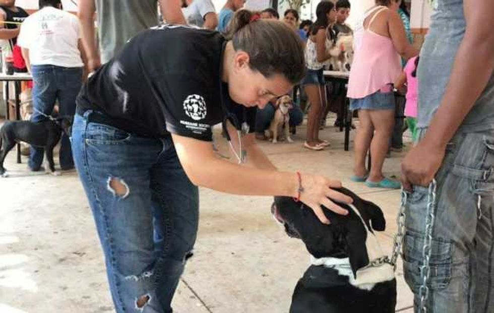 mascotas fieles companeras heroes anonimos en sismo 4