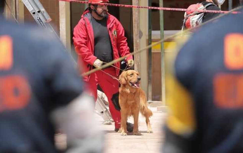 mascotas fieles companeras heroes anonimos en sismo 7