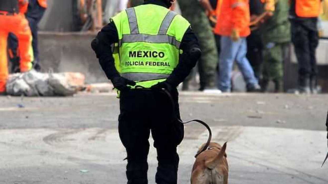 mascotas-fieles-companeras-heroes-anonimos-en-sismo