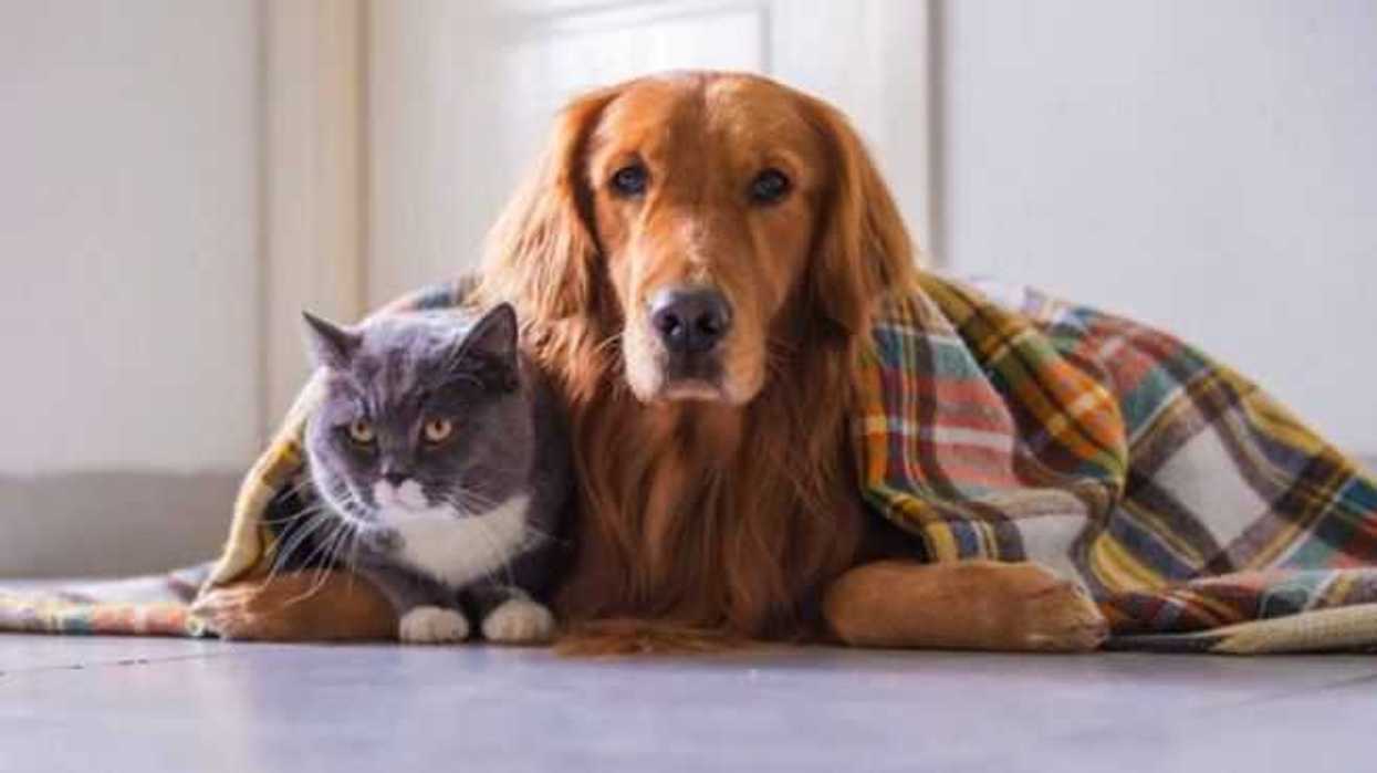 mascotas-sufren-enfermedades-por-contaminacion