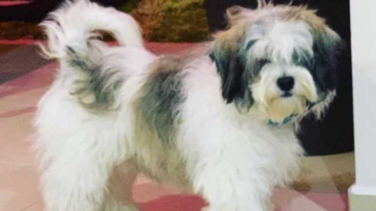 mascotas