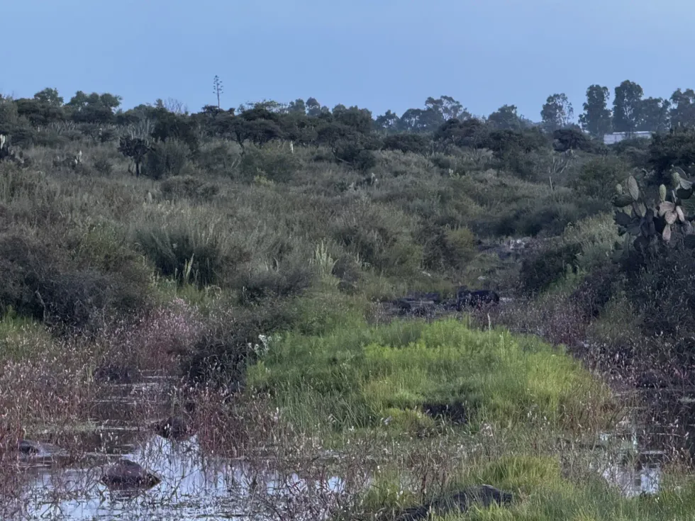 Matorral xer\u00f3filo con vegetaci\u00f3n silvestre end\u00e9mica en Nopala de Villagr\u00e1n, Hidalgo, ecosistema amenazado por la instalaci\u00f3n de tres parques solares