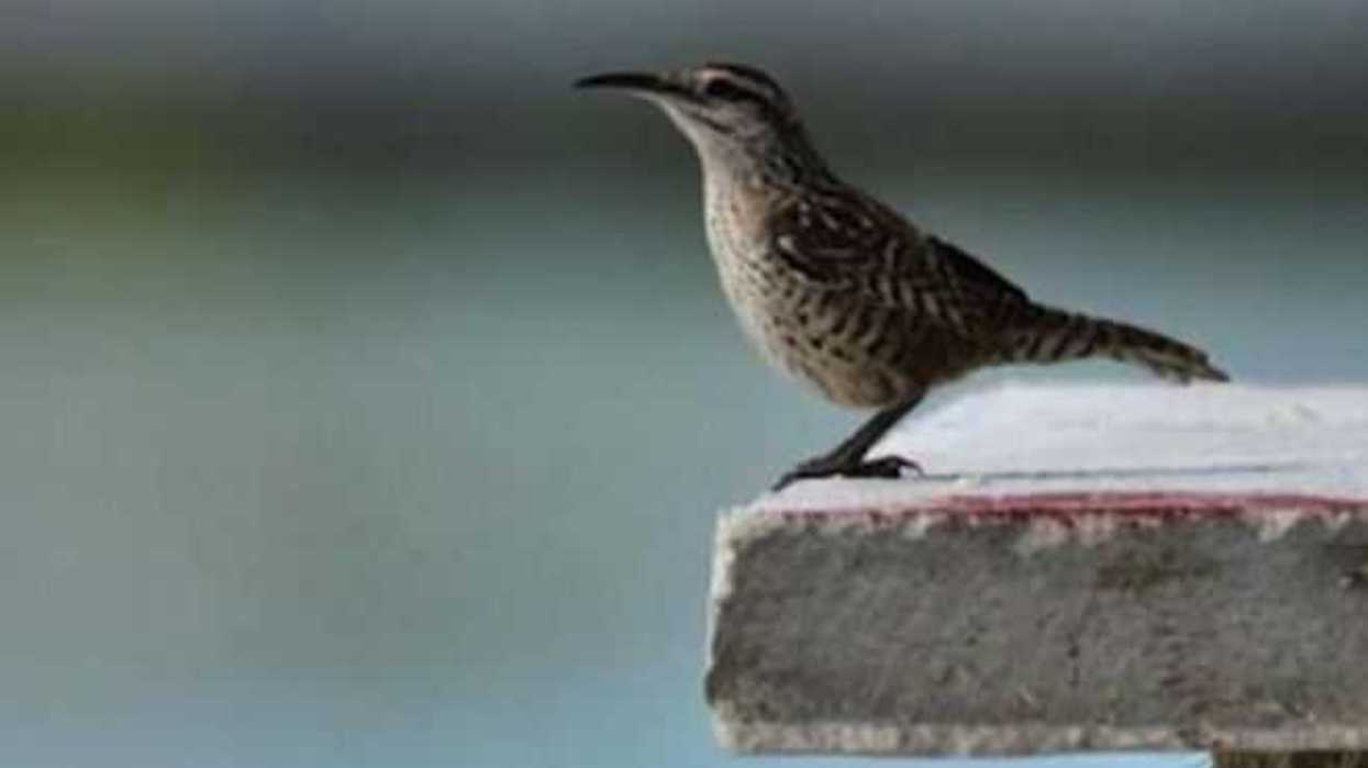 matraca-yucateca-ave-representativa-la-fauna-costera-yucatan