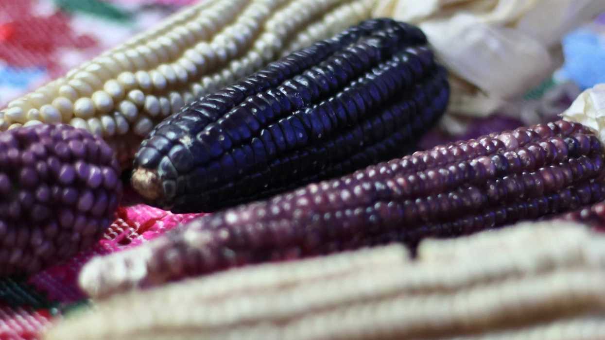 Mazorcas de maíz blanco, azul y morado sobre textil bordado; la diversidad del maíz, tema del Simposio de la UAQ