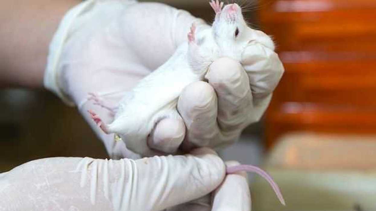 medicamento-elaborado-en-rusia-alarga-la-vida-de-ratones-con-cancer