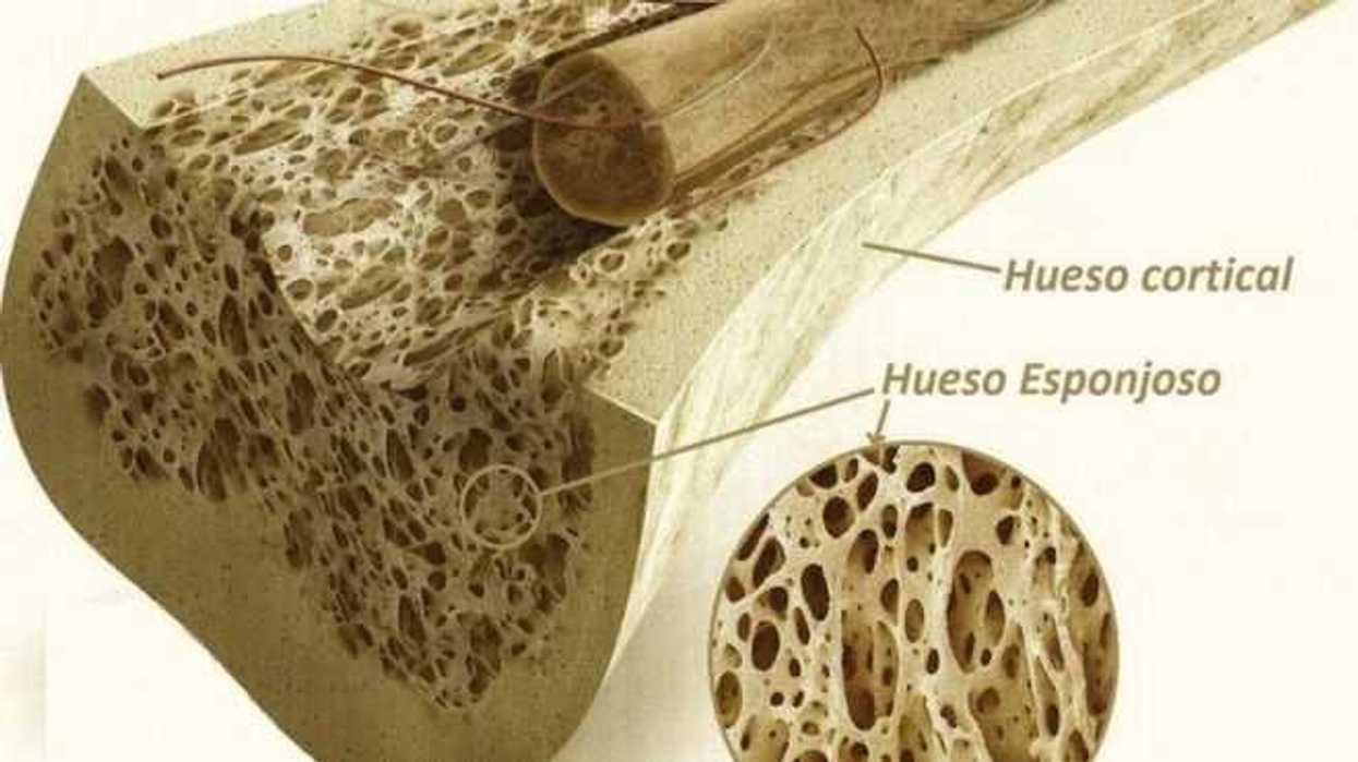 medula-osea-hueso-organos-puede-donar-una-persona-viva