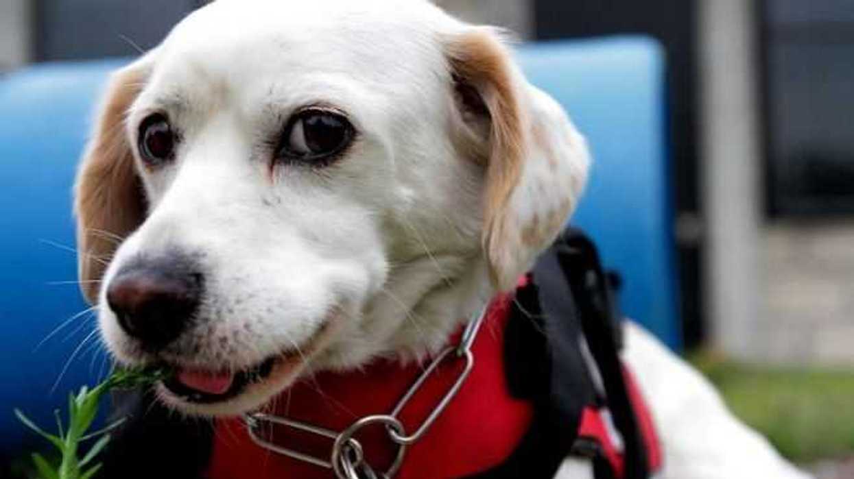 mexico-celebra-dia-mundial-los-animales