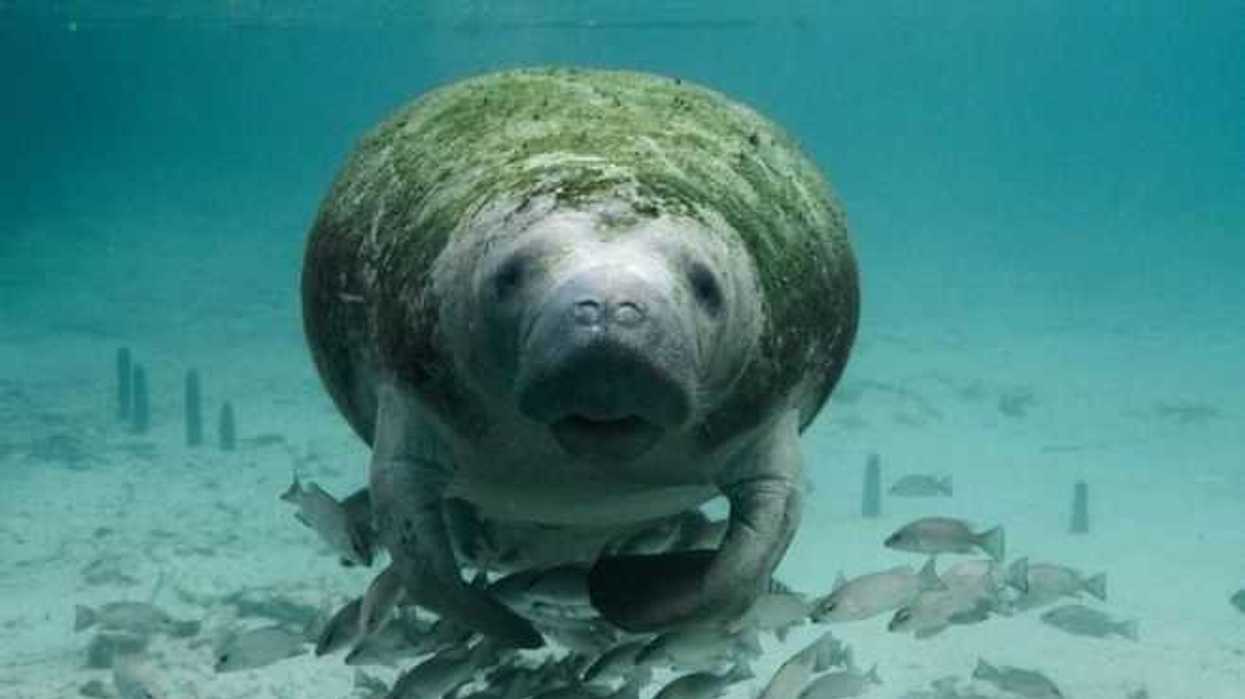 mexico-celebra-hoy-dia-nacional-del-manati