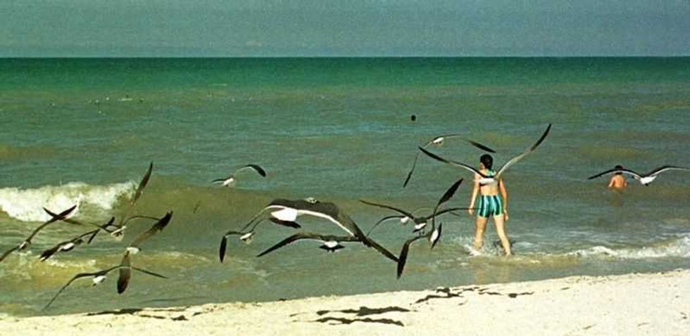 mexico desempena un papel estrategico en la migracion de aves playeras 1