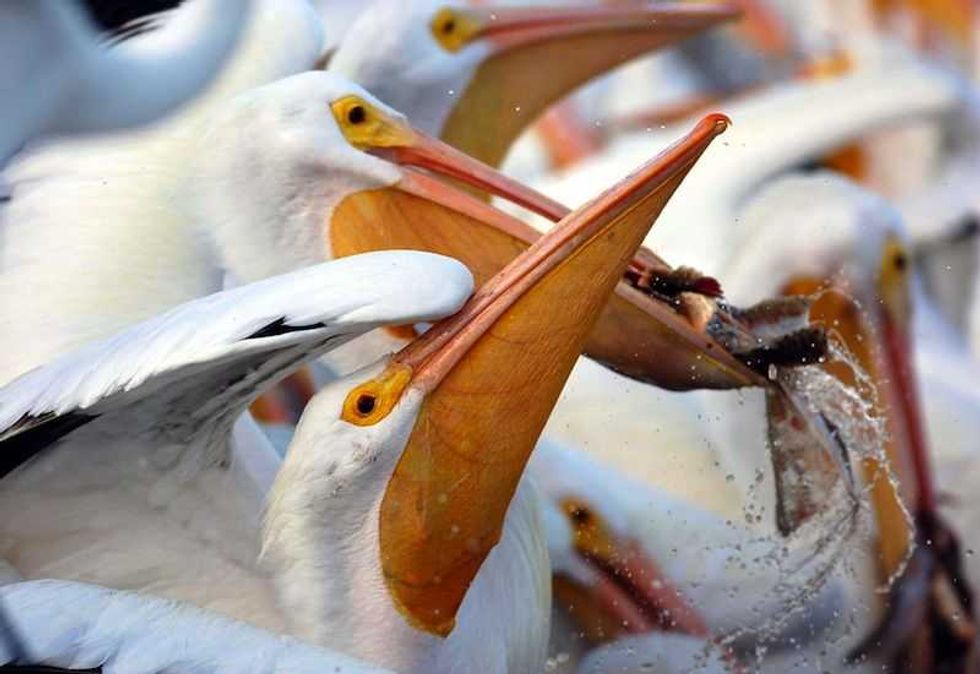 mexico desempena un papel estrategico en la migracion de aves playeras 3