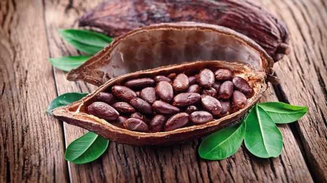 mexico-gran-productor-cacao