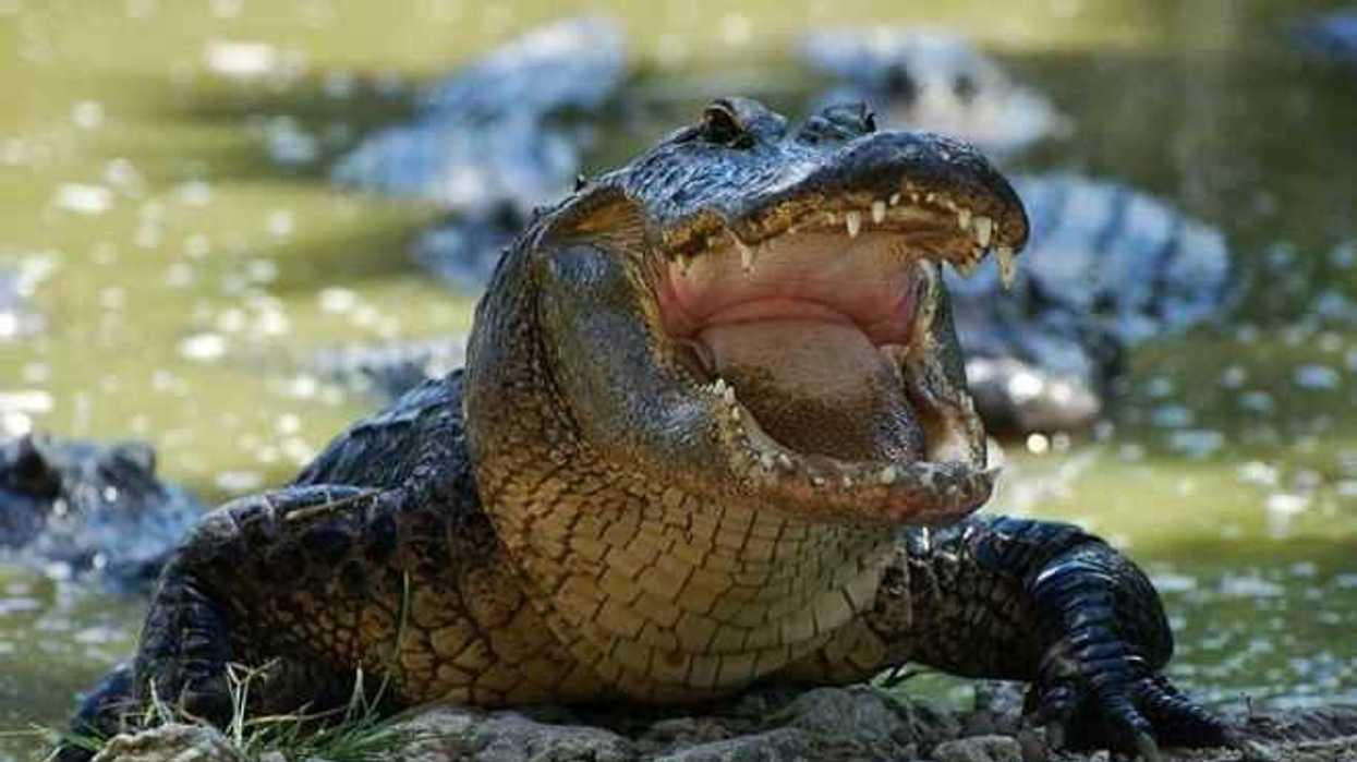 mexico-registra-aumento-favorable-cocodrilos