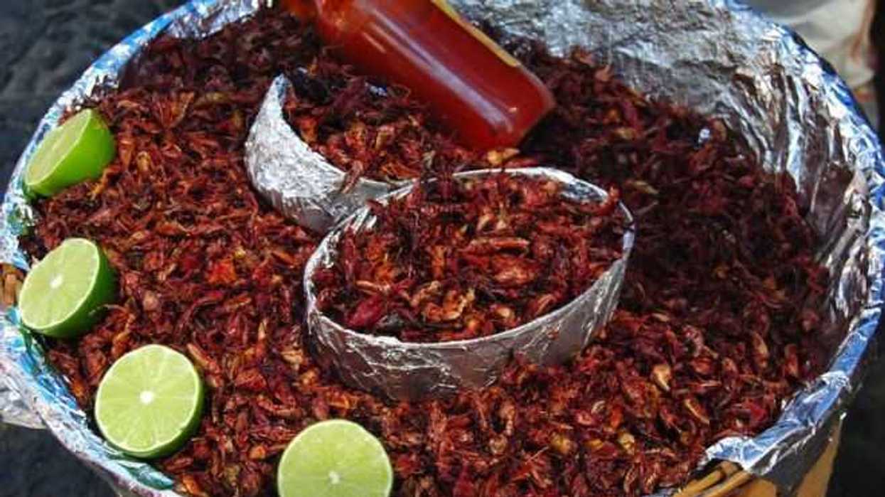 mexico-uno-de-los-paises-mas-ricos-en-insectos-comestibles