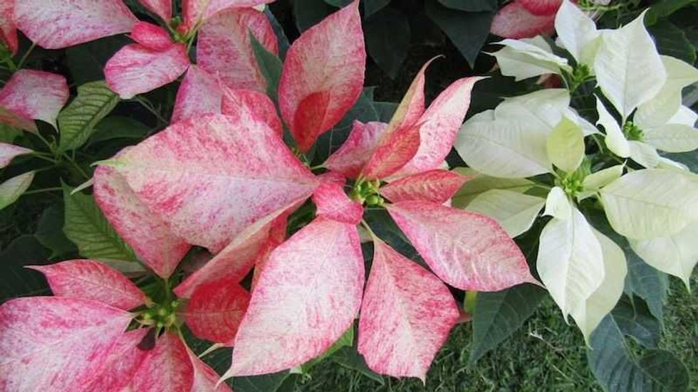 michoacan aporta cuarta parte de produccion nacional de nochebuena 2