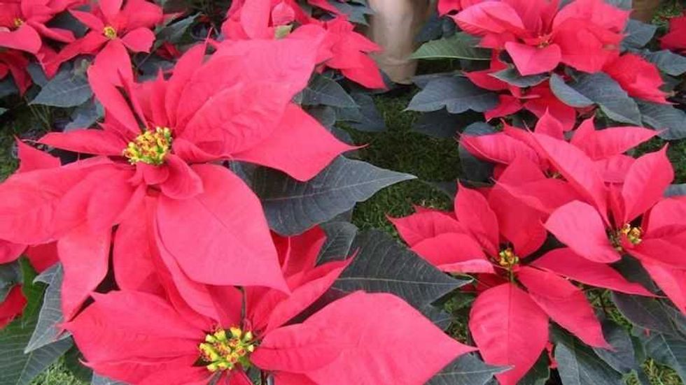 michoacan aporta cuarta parte de produccion nacional de nochebuena