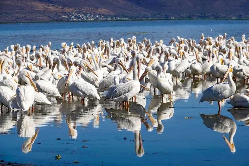 michoacan refugio de las mariposas monarca y pelicanos 1