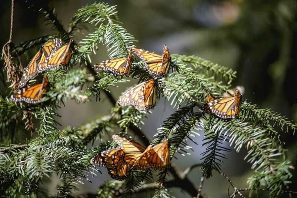 michoacan refugio de las mariposas monarca y pelicanos 6