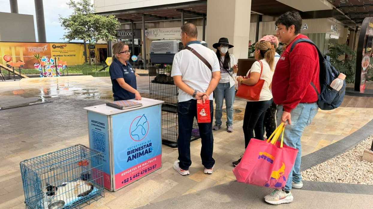 Módulo de la Secretaría de Bienestar Animal con visitantes y una transportadora con un gato en una plaza comercial