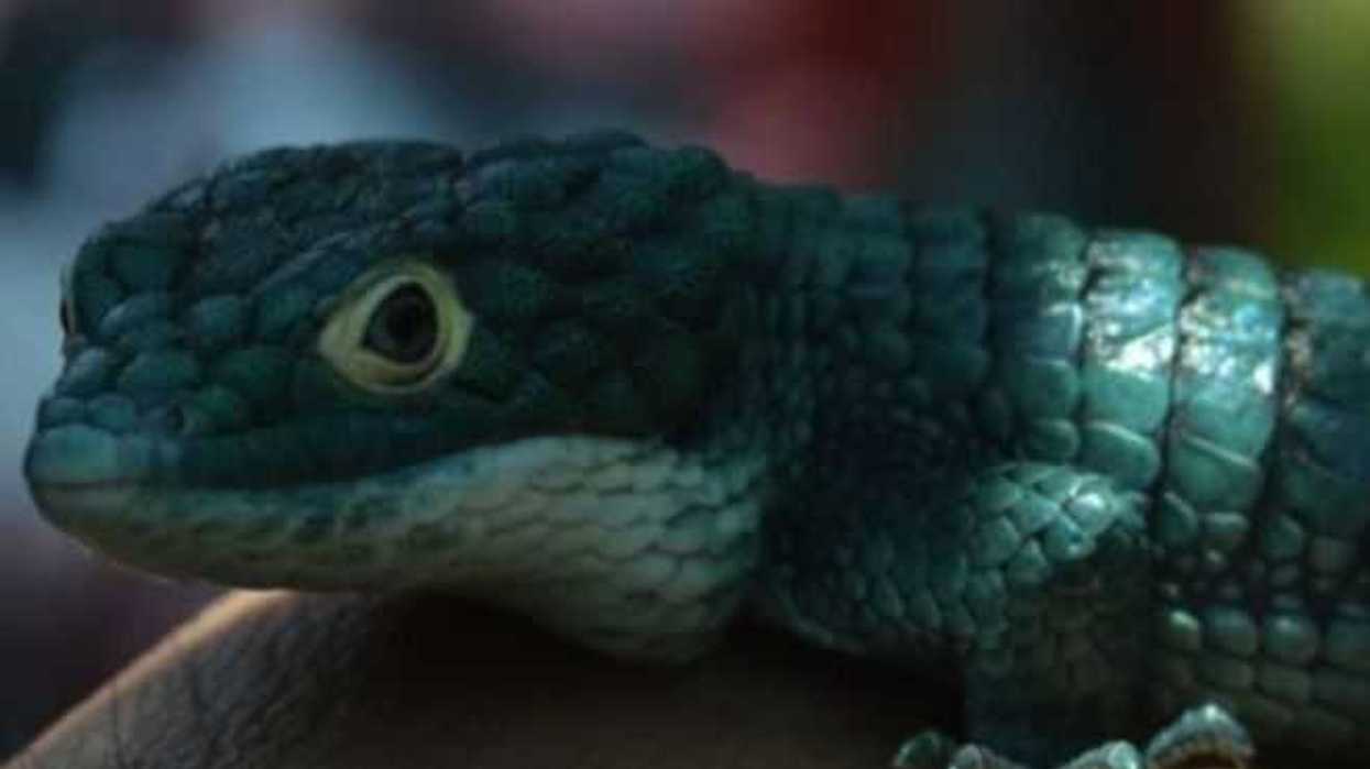 morelos-fomenta-la-conservacion-flora-fauna-la-region