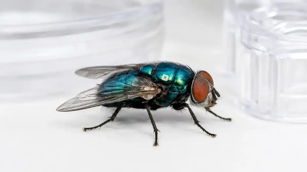 Mosca de la familia Calliphoridae con iridiscencia azul-verde metálica y ojos compuestos rojizos, fotografiada en entorno de laboratorio, representativa de la especie Cochliomyia hominivorax utilizada en el programa de insecto estéril del Senasica.