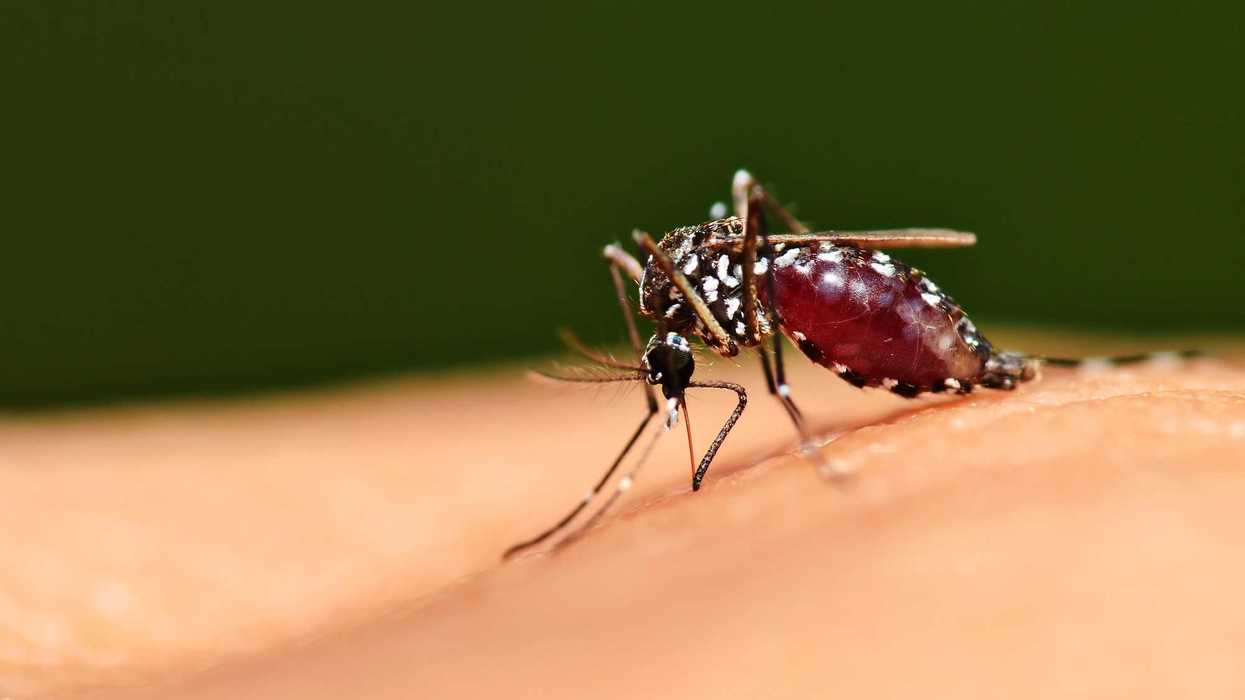 Mosquito Aedes aegypti picando piel humana, transmisor del dengue en Querétaro 2026