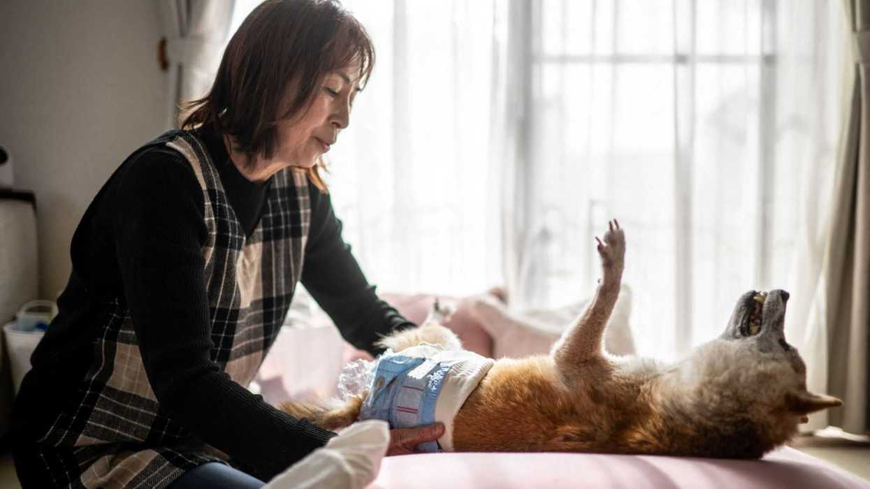 Muere Kabosu, la perrita japonesa de los memes virales. AFP.