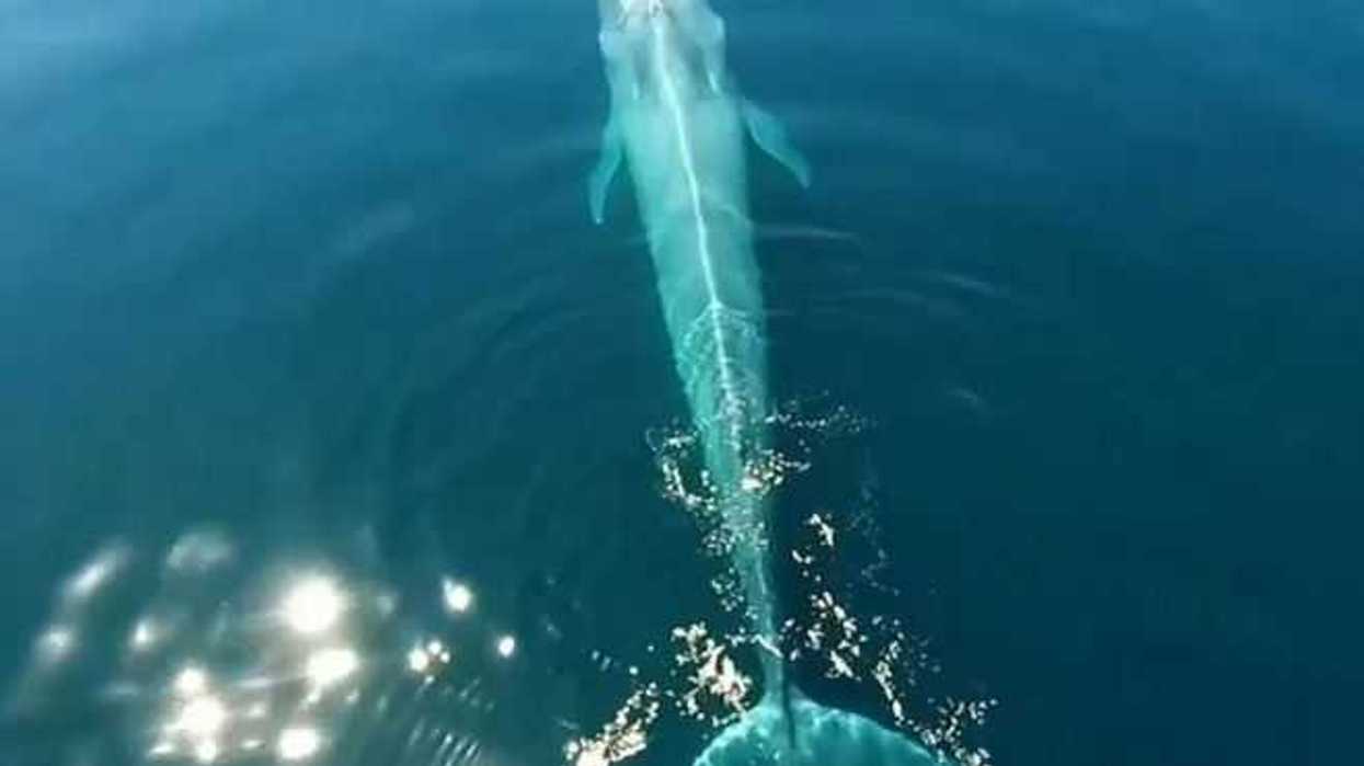 mundo-marino-se-podra-explorar-en-3d