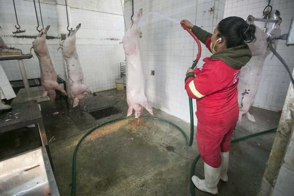 municipio proyecta mejoras al rastro municipal de san juan del rio