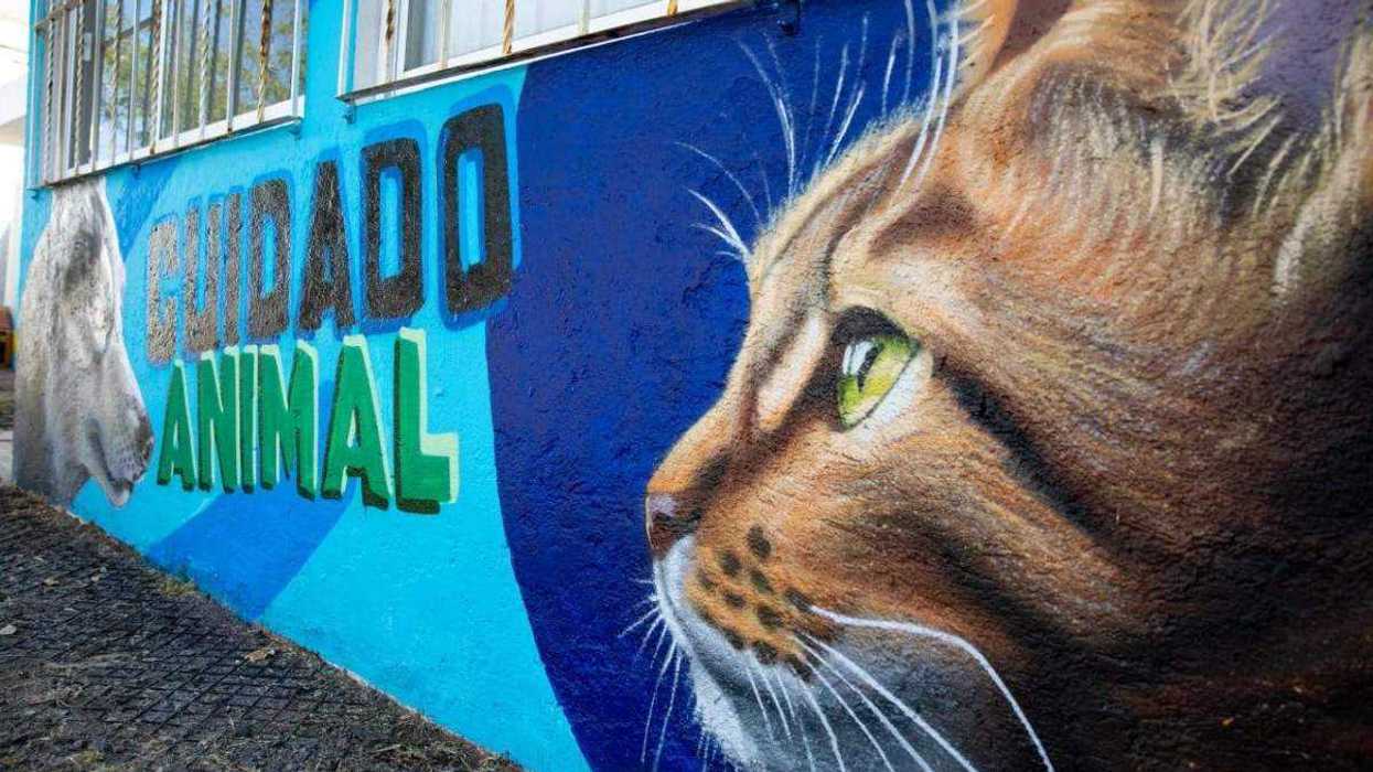 Mural de protección animal inaugurado en instalaciones de la Dirección de Cuidado Animal en San Juan del Río.