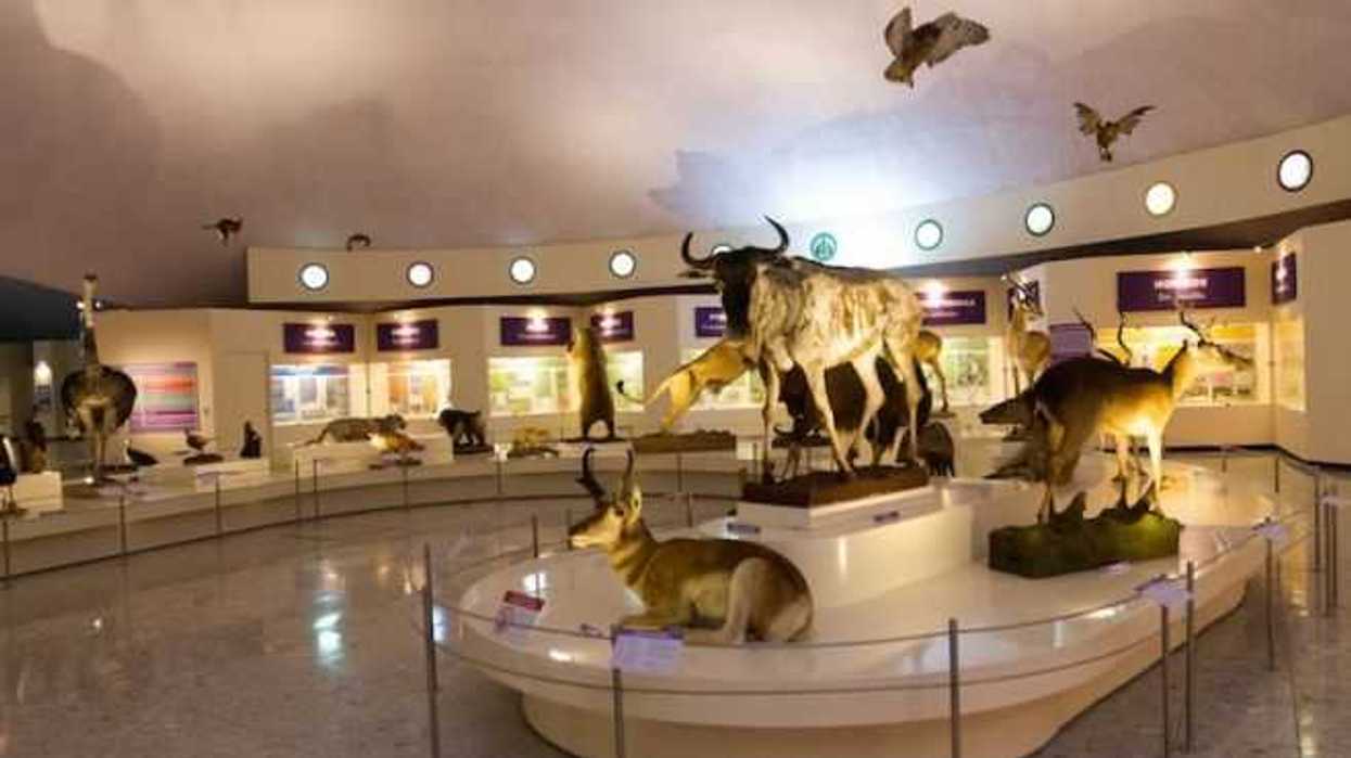 Museo de Historia Natural muestra evolución de las especies