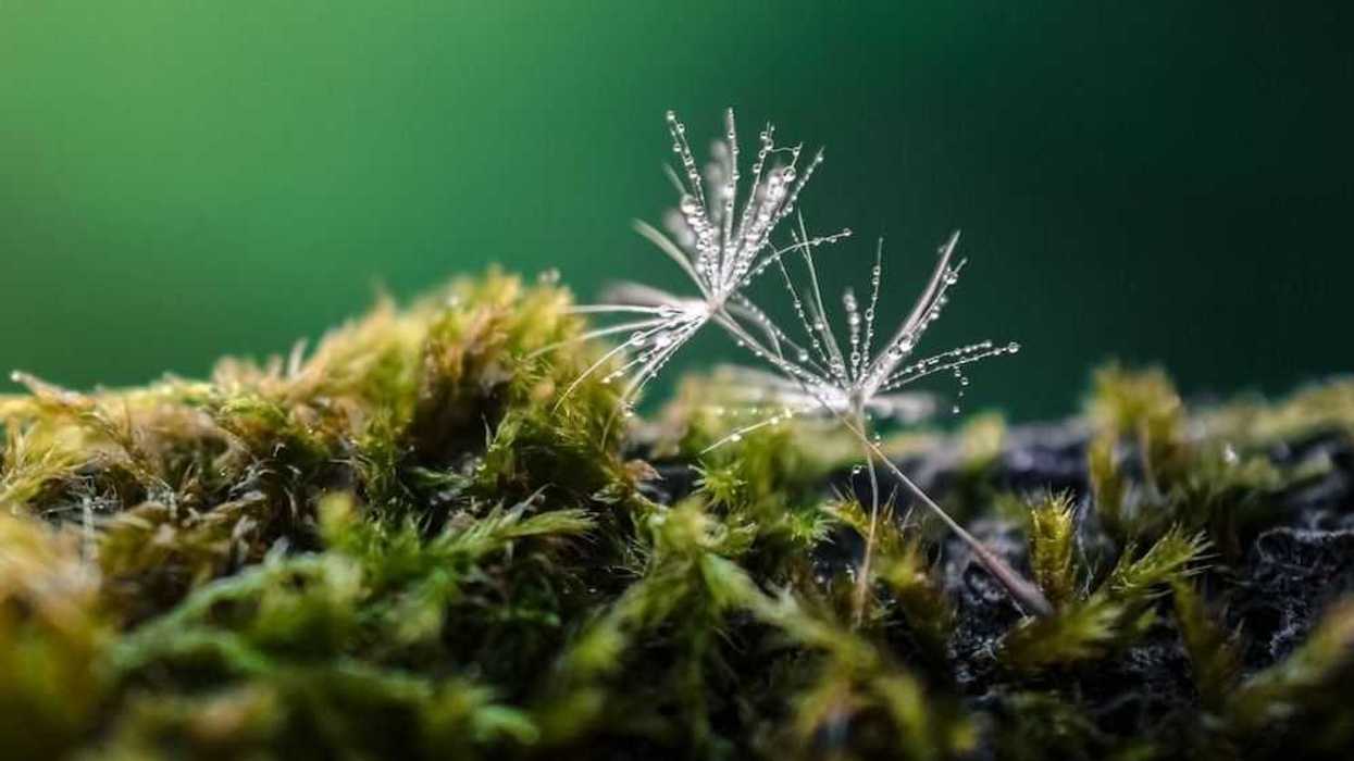 musgo-dandelion-gcdfc8a321_1920