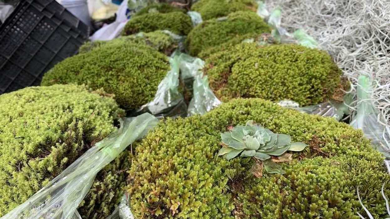 musgo-pinas-biznaga-heno-nacimientos-3