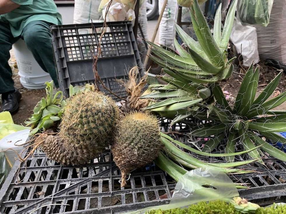 musgo pinas biznaga heno nacimientos 4