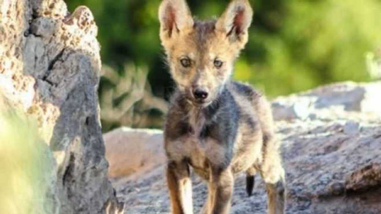 nacen-cinco-cachorros-lobo-gris-mexicano-en-museo-del-desierto-coahuila