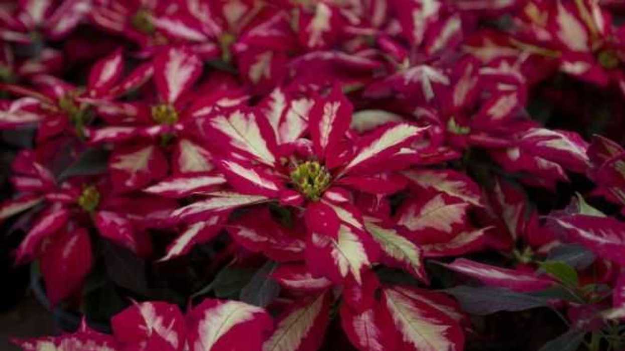Nochebuena, flor de ornato en Navidad con propiedades medicinales.