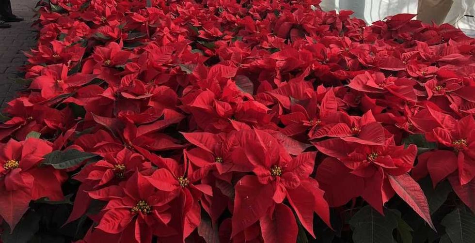 nochebuena navidad 1