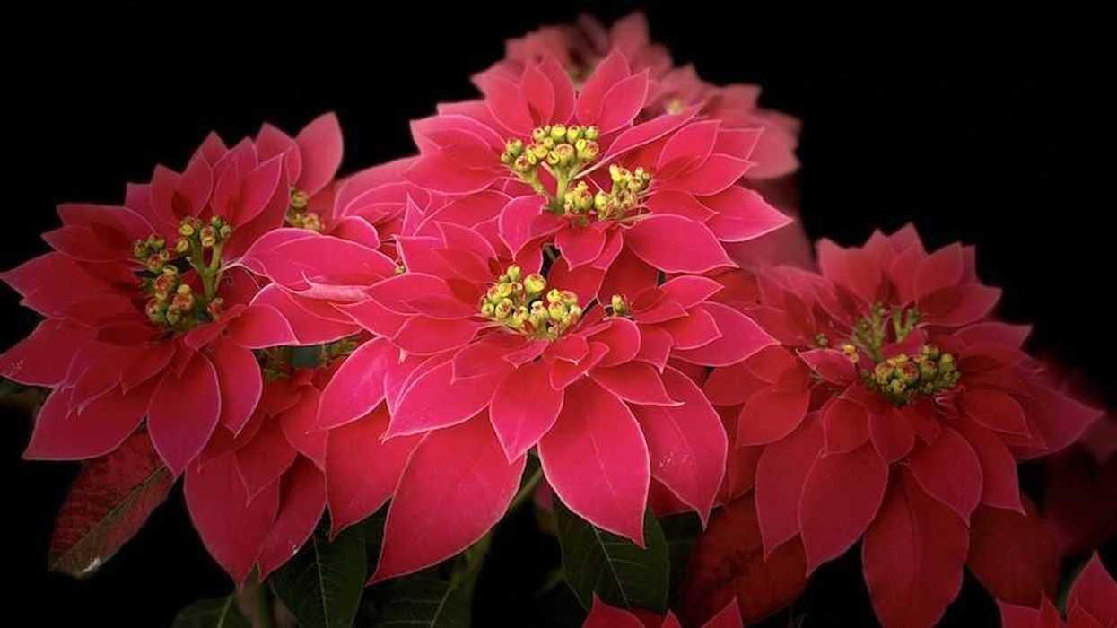 nochebuena-navidad-11