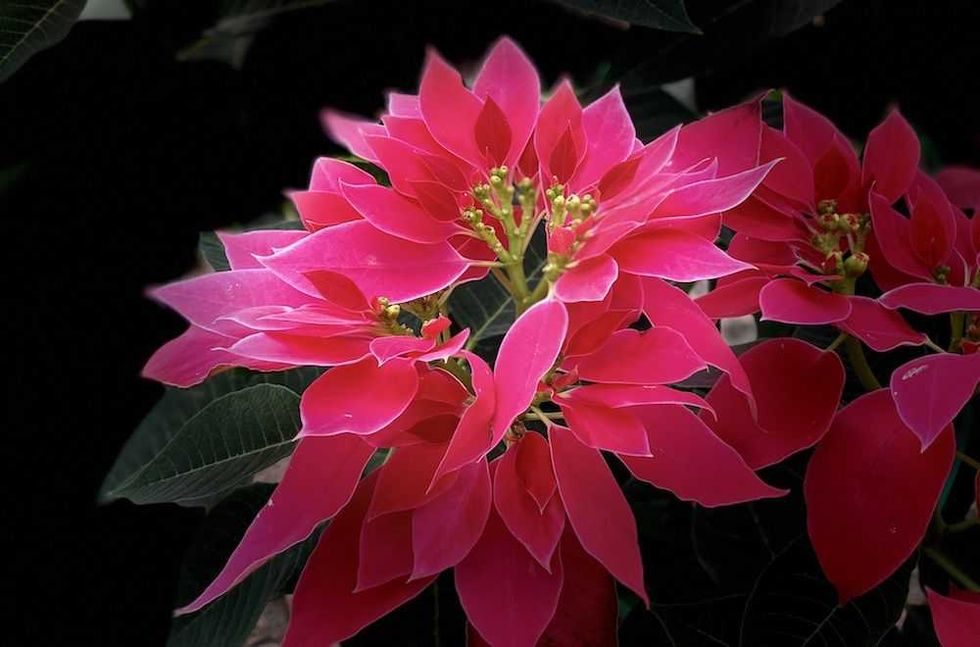 nochebuena navidad 3