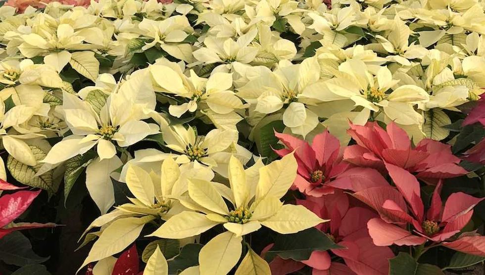 nochebuena navidad 6