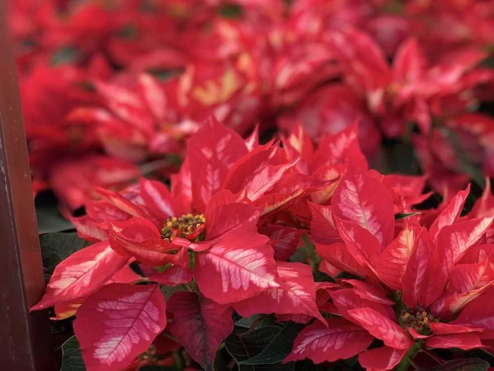 nochebuena una flor 100 mexicana 2