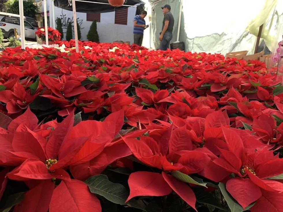 nochebuena una flor 100 mexicana 5