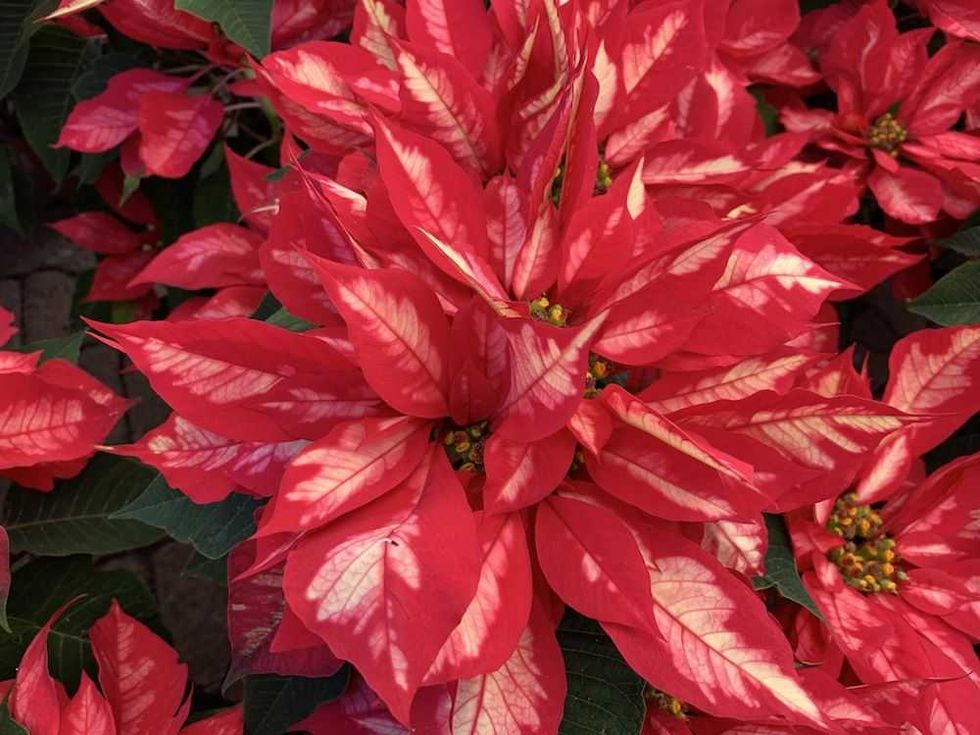 nochebuena una flor 100 mexicana 7