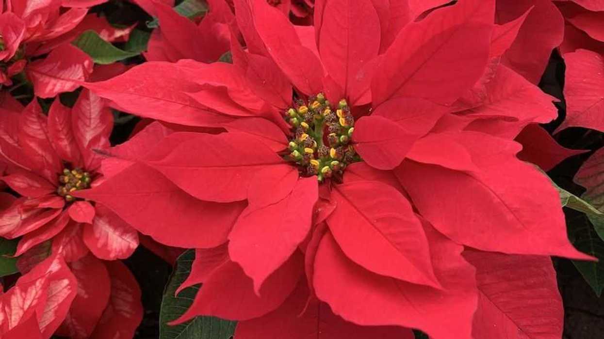 nochebuena-una-flor-100-mexicana-8