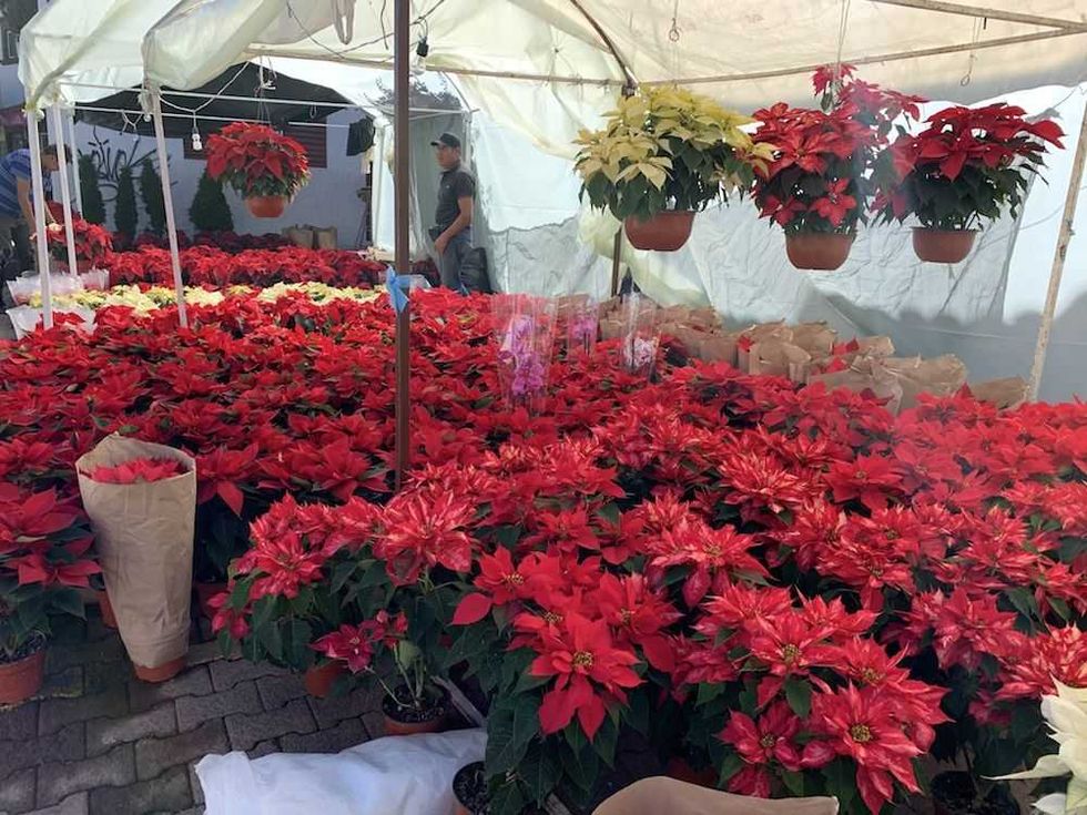 nochebuena una flor 100 mexicana