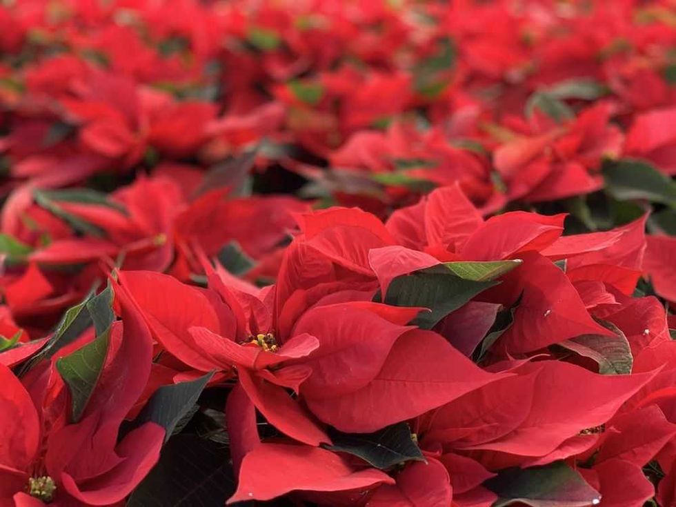 nochebuena una flor 100 mexicana4