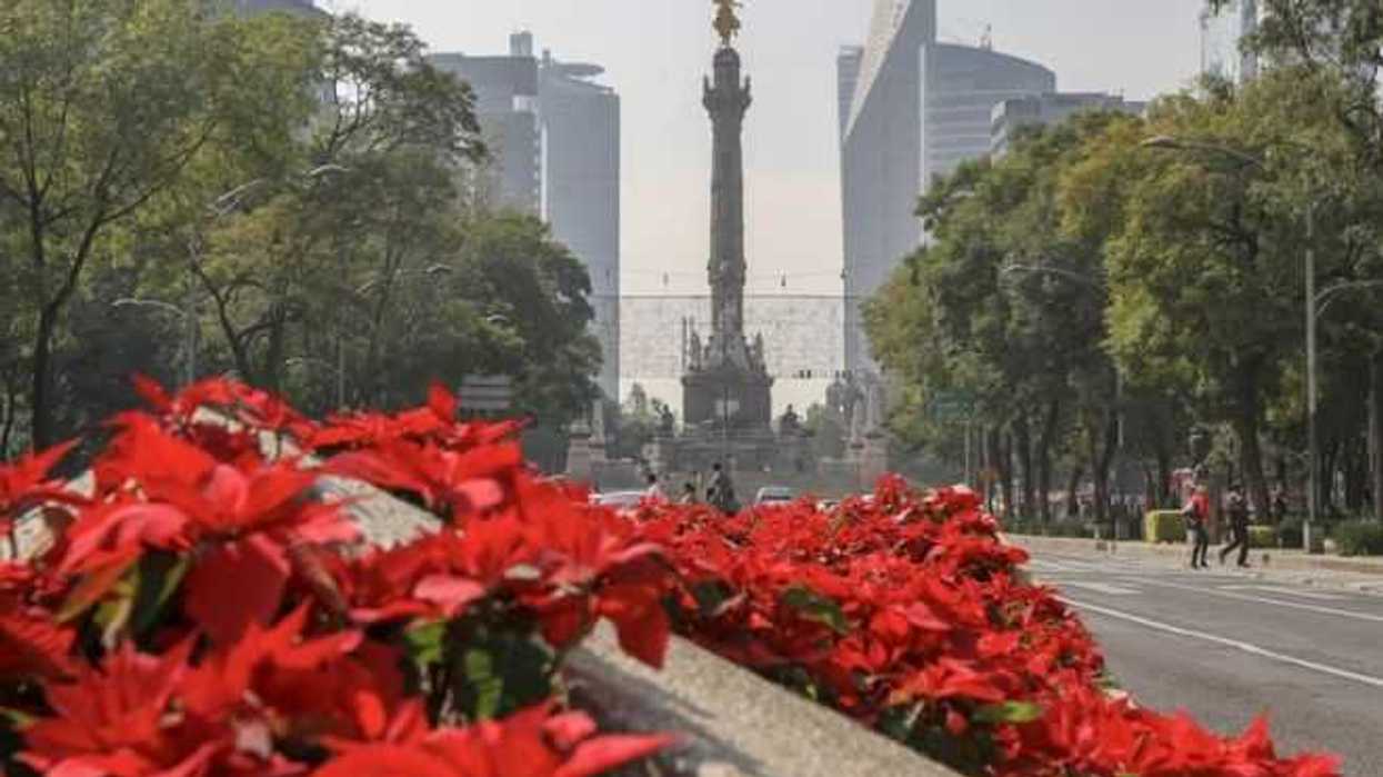 Nochebuenas en Paseo de la Reforma