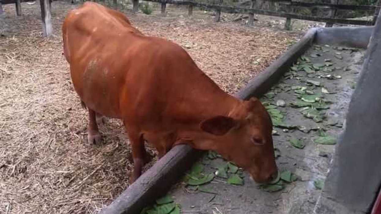 nopal-alternativa-para-alimentar-al-ganado