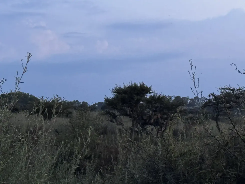 Nopales y matorral en ladera bajo cielo del atardecer en Nopala de Villagr\u00e1n, territorio que ser\u00e1 ocupado por tres parques solares autorizados por Semarnat